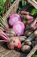 Basket with beetroot, radishes and potatoes, Beta vulgaris Tonda die Chiogga, Raphanus sativus Pink Lady Slipper, Solanum tuberosum 