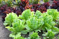 Bed with romaine lettuce, Lactuca sativa 
