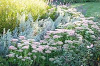Perennial bed in late summer with Sedum Herbstfreude, Artemisia ludoviciana Silver Queen 