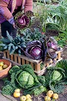 Cabbage harvest 