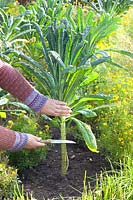 Harvesting palm cabbage, Brassica oleracea Nero di Toscana 