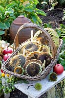 Dried sunflowers in a basket, Helianthus annuus 
