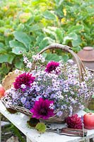 Dahlias and asters in a basket, Dahlia, Aster laevis Calliope 