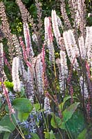 Combination of black cohosh and knotweed, Cimicifuga Atropurpurea, Persicaria amplexicaulis 
