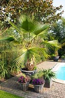 Fan palm in pot, Washingtonia robusta 