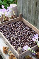 Sweet chestnuts drying in a box with a wire bottom, Castanea sativa 
