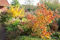 Woody plants in autumn, Viburnum bodnantense, Acer palmatum Sangokaku, Hydrangea arborescens Annabelle 