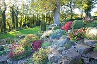 Rock garden in autumn, Buxus, Sedum, Acer palmatum Dissectum, Bergenia, Juniperus, Sedum 