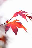 Autumn colouring maple, Acer palmatum Osakazuki 