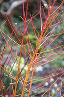 Dogwood, Cornus sanguinea Winter Beauty 