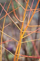 Dogwood, Cornus sanguinea Winter Beauty 
