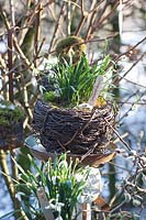 Basket made of birch branches with snowdrops, Galanthus 