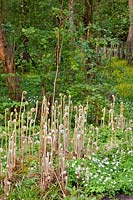 Jac.P.Thijssepark, sprouting ferns, Anemone nemorosa 