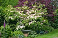 Woody plants in the garden, Cornus kousa Satomi, Cercis canadensis Forest Pansy 