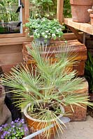 Overwintering a potted palm 