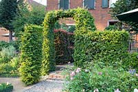 Path to the terrace with hedge arch, Carpinus betulus 