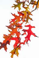 Autumn leaves of the swamp oak, Quercus palustris 
