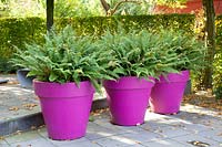 Ferns in pots 