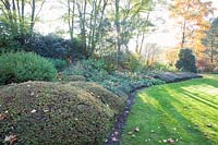 Evergreen woody areas in the garden, Stephandra incisa crispa, Euonymus, Cotoneaster dammeri Coral Beauty 