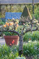 Pear espalier in spring, Pyrus communis Bonne Louise d'Avranches 