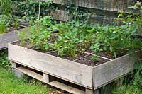 Raised bed with strawberries 