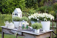 Decorated table with ornamental tobacco and gypsophila in pots, Nicotiana sanderae, Ghypsophyla muralis 