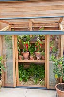 Peppers and chilies in the small greenhouse on the terrace, Capsicum annuum 