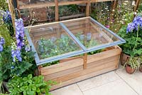 Cold frame with strawberries 