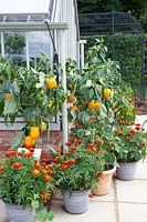 Peppers and marigolds in pots, Capsicum annuum Afterglow, Tagetes 
