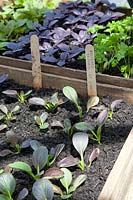 Young plants of basil and mustard spinach, Ocimum basilicum Summer Surprise, Komatsuna Comred F1 