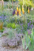 Gravel garden, Eremurus x isabellinus Pinokkio, Eryngium bourgatii Picos Amethyst, Nasella tenuissima, Thymus 