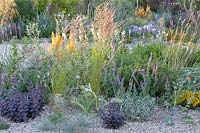 Gravel garden, Nepeta tuberosa, Sedum Jose Aubergine, Eremurus x isabellinus Pinokkio, Calamagrostis acutiflora Karl Förster 