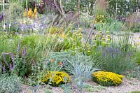 Bed in the gravel garden, Santolina, Artemisia Powis Castle, Nepeta tuberosa, Phlomis russeliana, Elymus magellanicus 