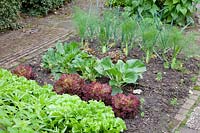 Vegetable patch with fennel, pak choi and lettuce 