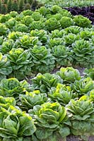 Romaine lettuce, Lactuca sativa 