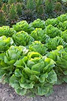 Romaine lettuce, Lactuca sativa Lucior 