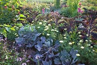 Kale and Brussels sprouts, Brassica oleracea Redbor 