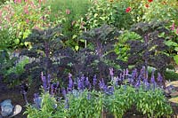 Purple kale and mealy sage, Brassica oleracea Redbor, Salvia farinacea 