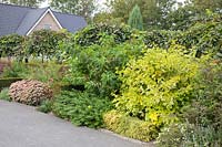 Hedge along a driveway, Cornus, Lonicera, Sedum 