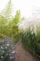 Chinese silver grass and bamboo, Miscanthus sinensis Silver Cloud, Phyllostachys vivax Aureocaulis 
