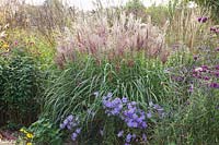 Chinese silver grass, Miscanthus sinensis Malepartus Little 