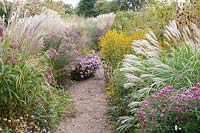 Autumn bed, Miscanthus sinensis Late Green, Aster novae-angliae September Ruby, Rudbeckia triloba 
