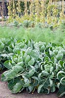 Brussels sprouts and fennel in October, Brassica oleracea, Foeniculum vulgare 