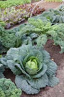 Savoy cabbage and kale in October 