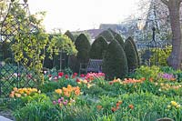 Spring garden with topiary yews and tulips 