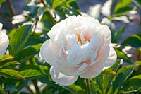 Peony; Paeonia lactiflora Pastel Elegance 