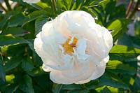 Peony; Paeonia lactiflora Pastel Elegance 