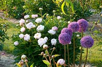 Peonies and ornamental alliums, Paeonia lactiflora Serene Pastel, Allium Globemaster 
