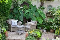 Seating area in a courtyard garden with arrow leaf in pots, Alocasia 