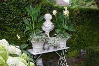 Garden decoration with cannas in pots 